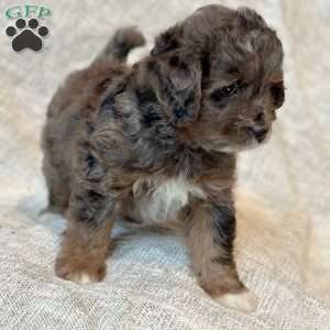 Tessa, Mini Aussiedoodle Puppy
